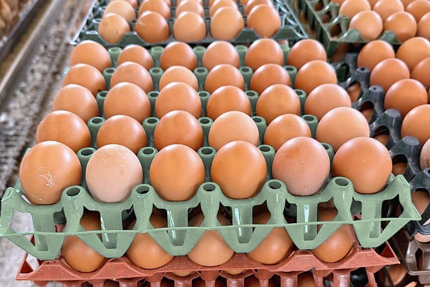 Graded brown eggs stacked on trays in the KR Farms egg store