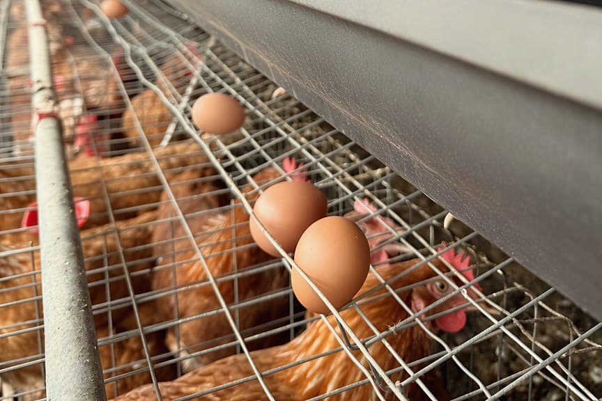 Freshly laid eggs resting on the collection wire, clear of the birds, at KR Farms