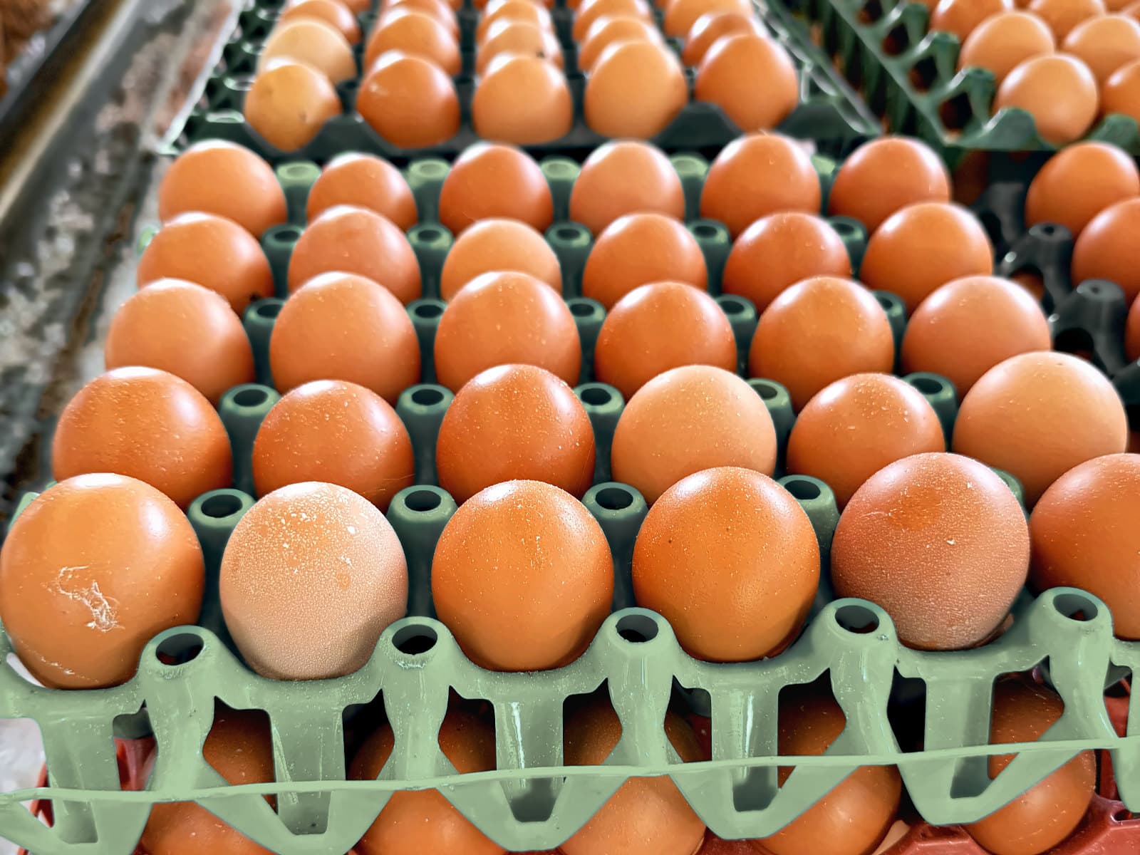 A full crate of thirty fresh brown eggs from KR Farms